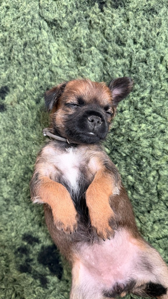 Border Terrier Welpe