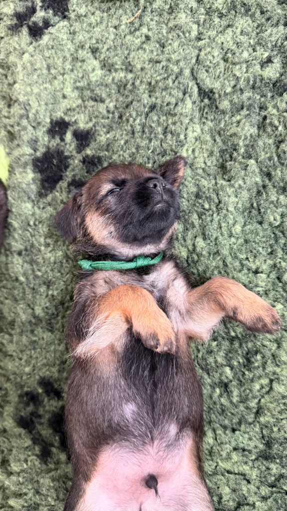 Border Terrier Welpe