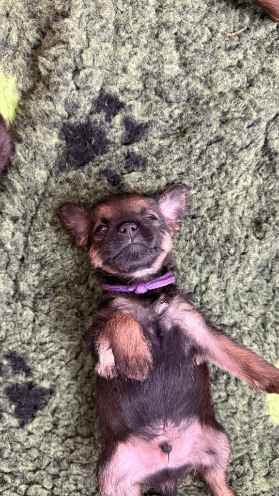 Border Terrier Welpe