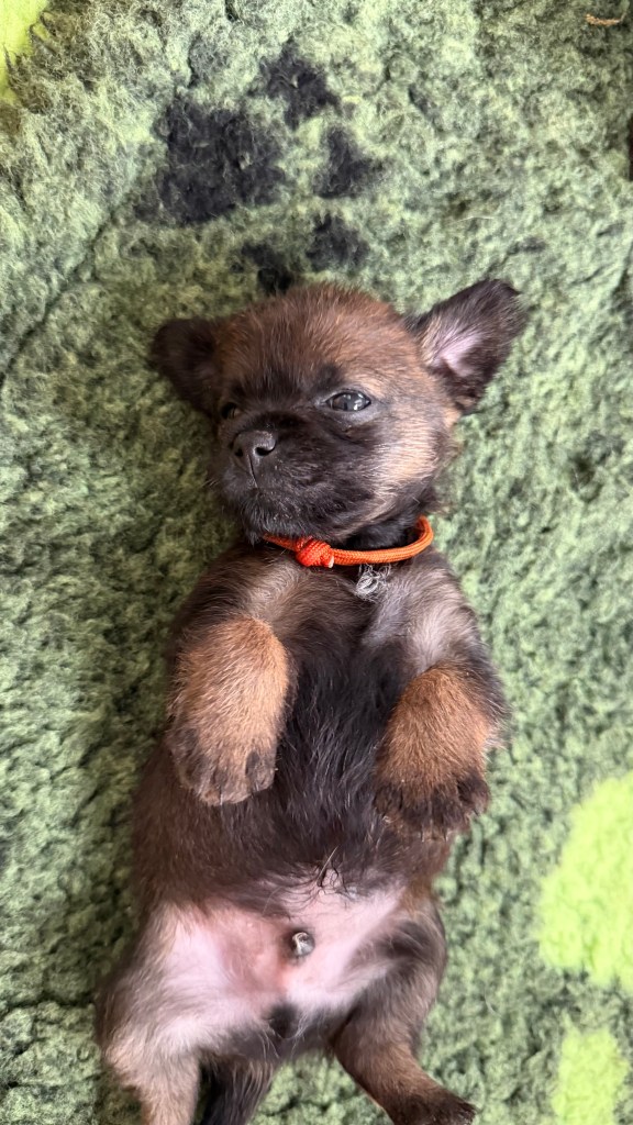 Border Terrier Welpe