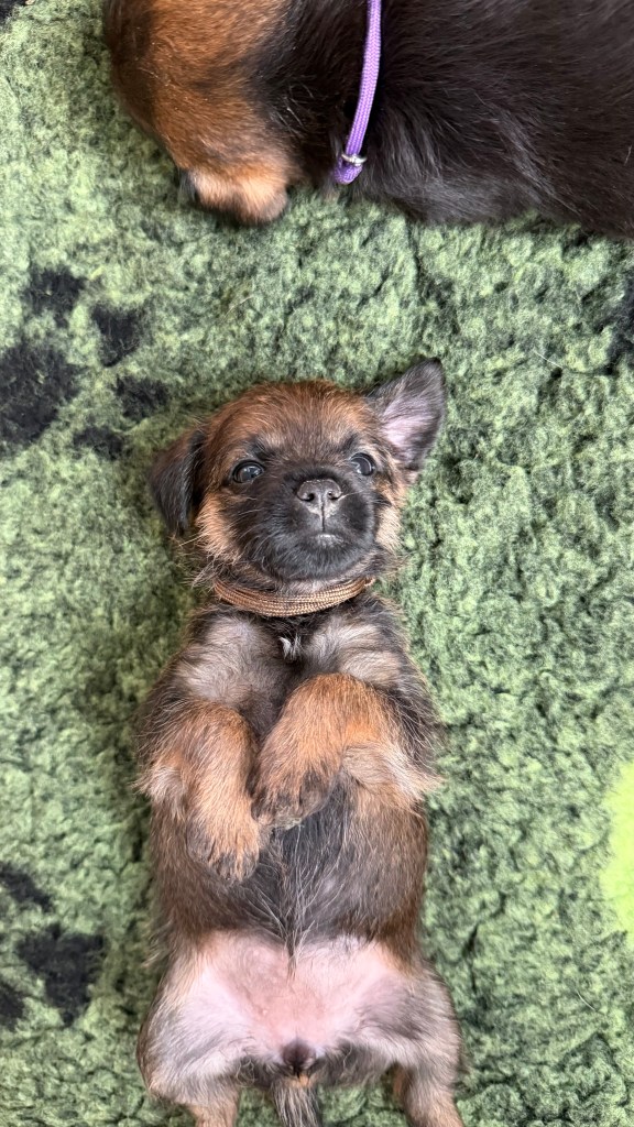 Border Terrier Welpe