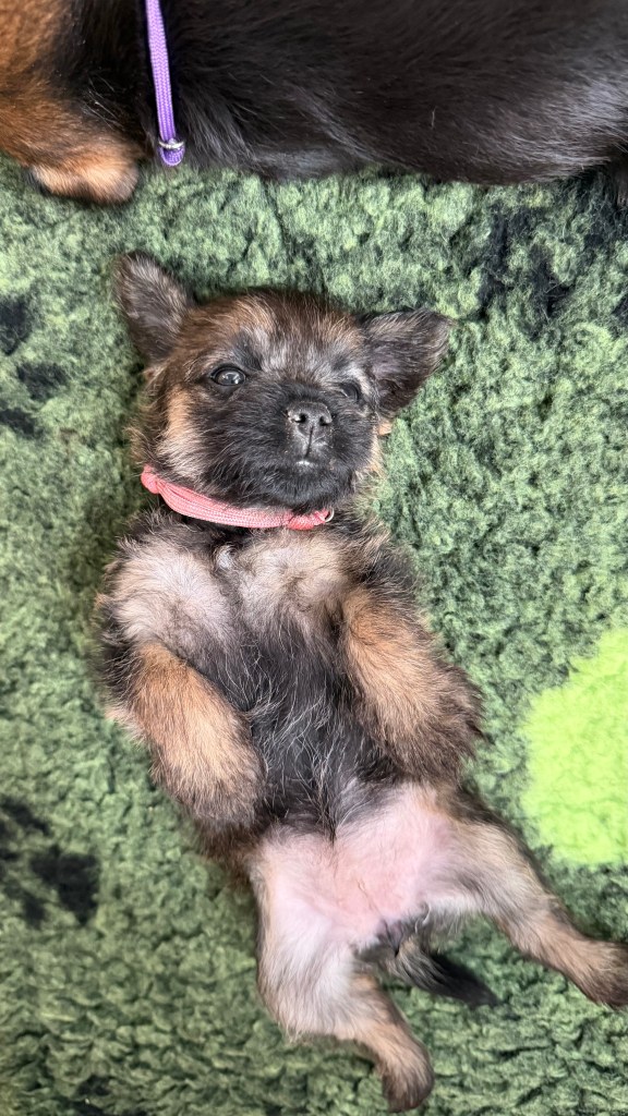 Border Terrier Welpe