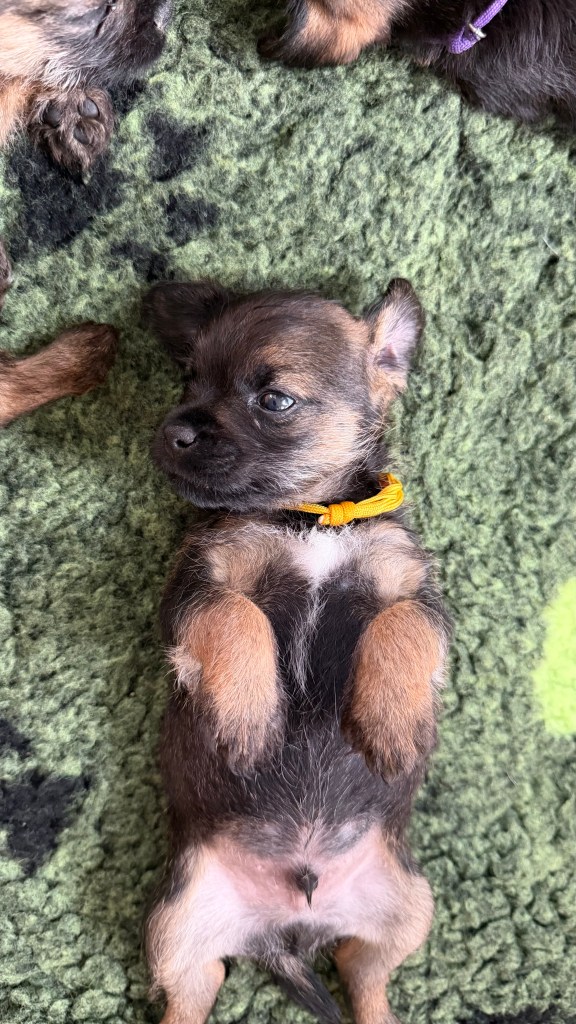 Border Terrier Welpe