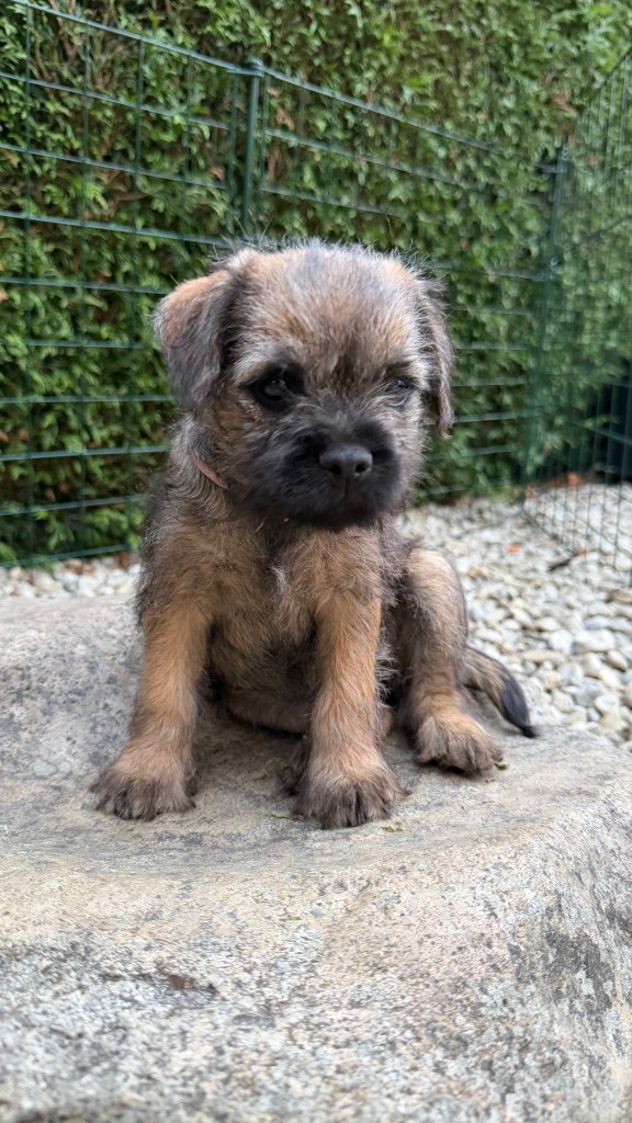 Border Terrier Welpe