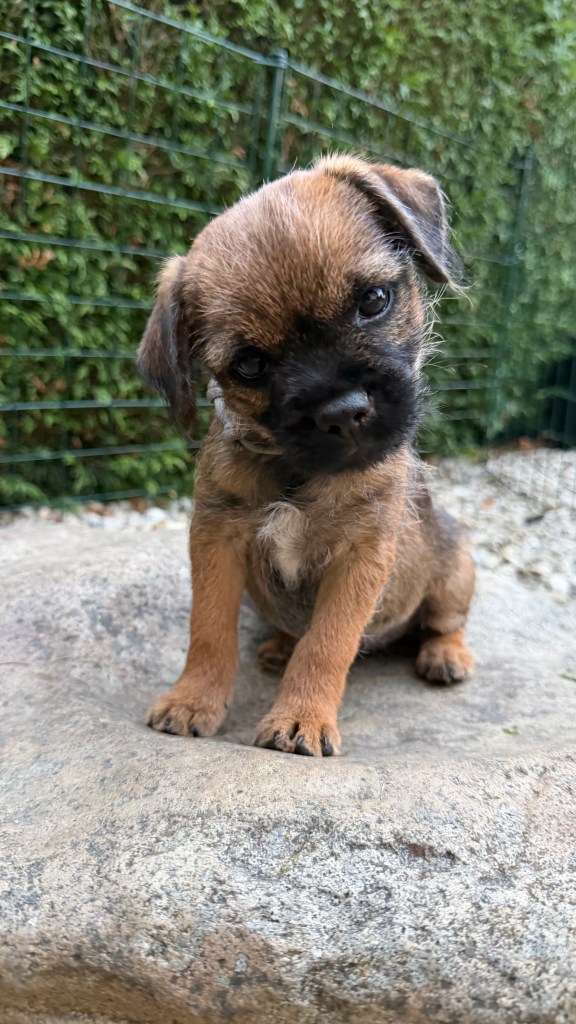 Border Terrier Welpe