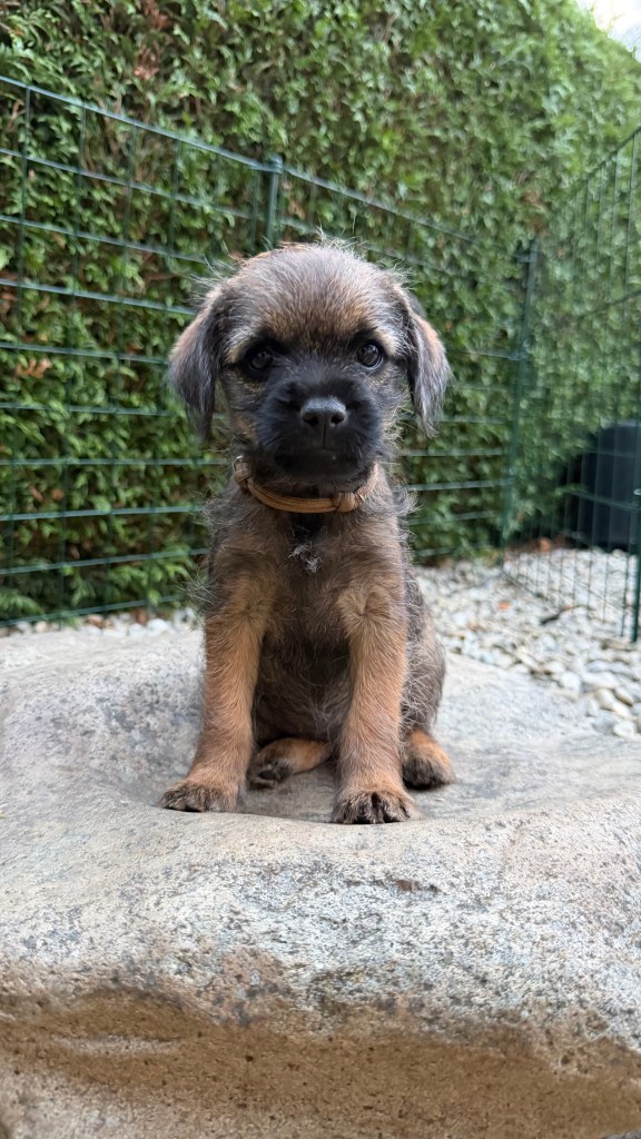 Border Terrier Welpe