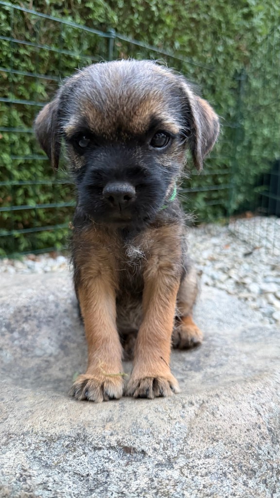 Border Terrier Welpe