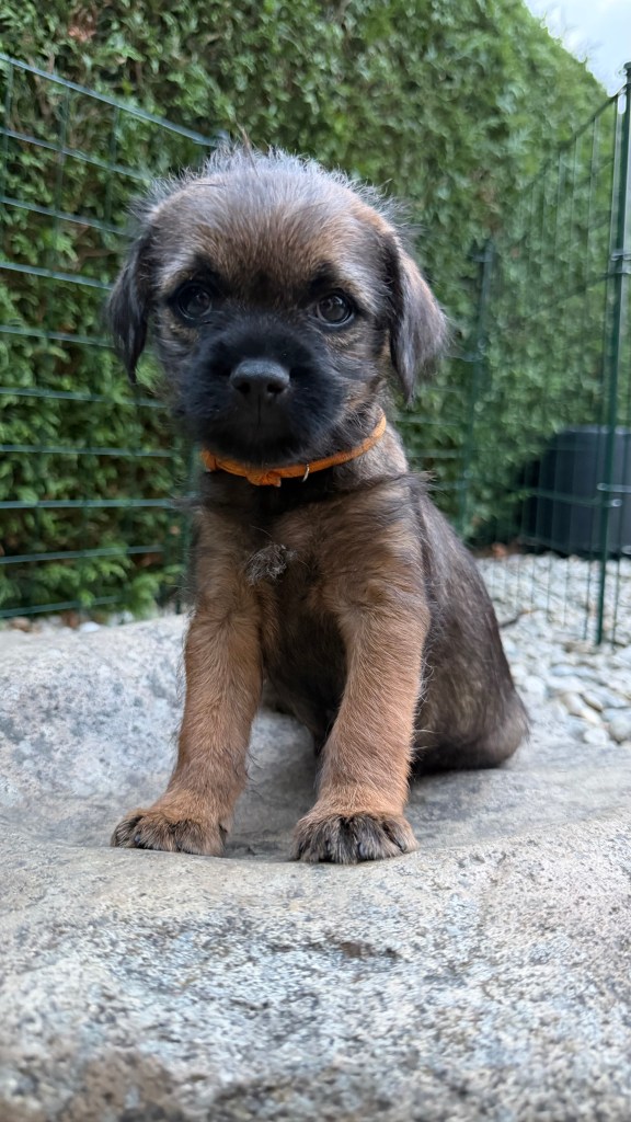 Border Terrier Welpe