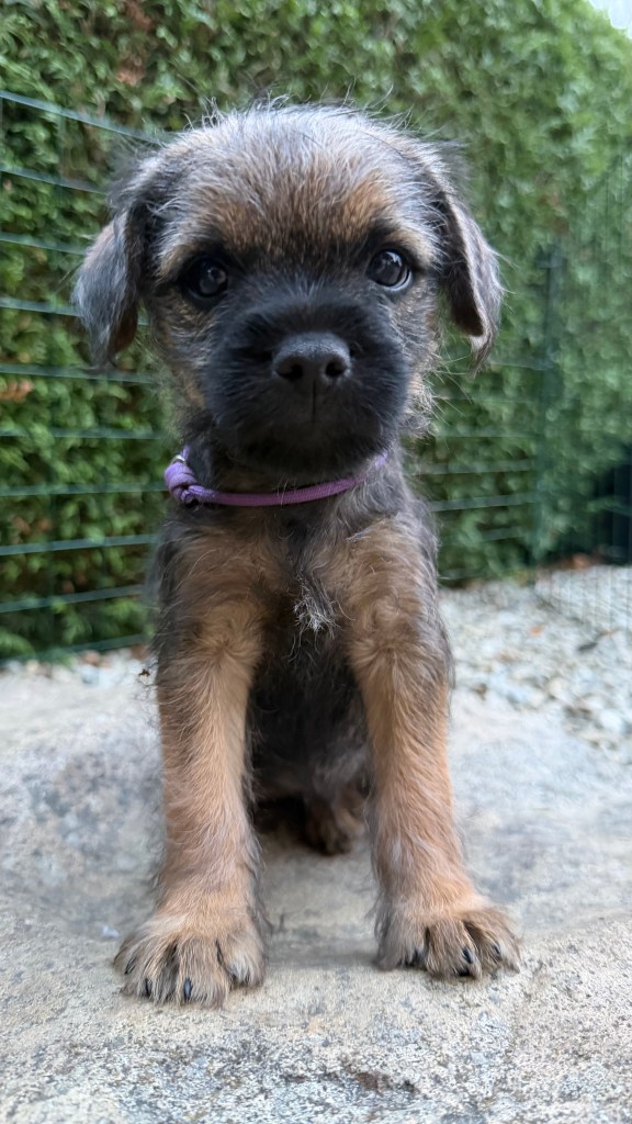 Border Terrier Welpe