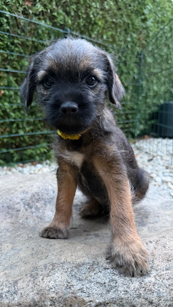 Border Terrier Welpe